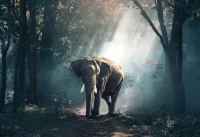 Imagem de elefante na mata sendo usada como exemplo